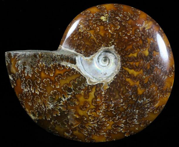 Polished, Agatized Ammonite (Cleoniceras) - Madagascar #59895